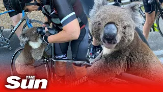 Koala begs cyclists for water in Australia heat as bushfires kill 30 per cent of the species