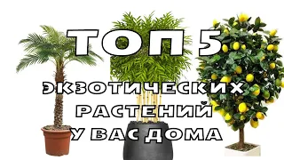 Топ 5 экзотических растений у вас дома