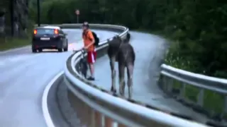 Two moose meets cyclist