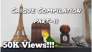 Caique Parrot Compilation Part-2 for Tips, Tricks and Funny Videos || Indian Ringneck