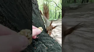 Голодный бельчонок / Hungry squirrel cub