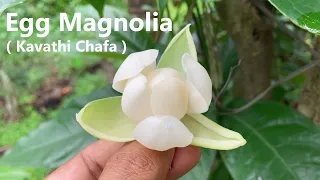 Egg Magnolia | Magnolia Liliifera | Kavathi Chafa