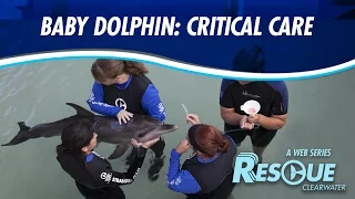 Baby Dolphin: Critical Care - Rescue-Clearwater Season 2: Ep. 2