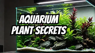 Top 21 Low Light Plants For Aquariums 🌿