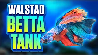 Easy Walstad Method Betta Fish Tank Setup (Month 4) - Planted Betta Tank Setup With No Filter!