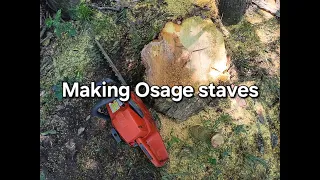 Making Osage staves