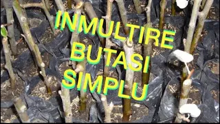 inmultire butasi Metoda simpla si functioneaza 100%