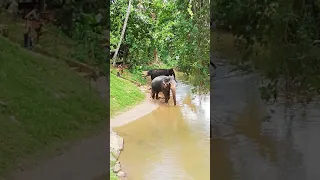 Купание слона в водах о. Шри-Ланка