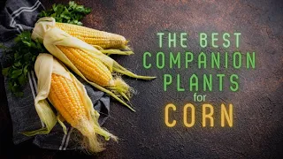 The Best Companion Plants For Corn & A Few Plants To Avoid