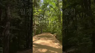 월정사 전나무 숲길 #월정사 #오대산