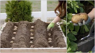 Growing Potatoes from Planting to Harvest! 🥔🌿