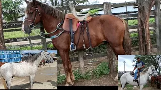 Feira de Cavalo, as Máquinas Bruta que está a venda em Caruaru cavalo de correr boi e Vaquejada