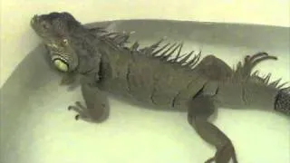 Iguana Fart