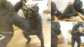 Gorilla Girl Getting Stronger Than Before | The Shabani Group