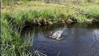 Не думал что в маленькой луже есть рыба))) 🎣 . Летняя рыбалка 2021 года