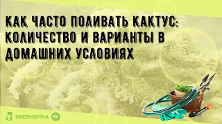 Как часто поливать кактус: количество и варианты в домашних условиях