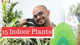 15 Best Indoor Plants For Decoration & Home - Air purifying Houseplants