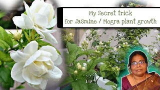 மல்லிகை வளர்ப்பு அனுபவங்கள் | My Secret tricks for Jasmine / Mogra #plantcare #terracegarden