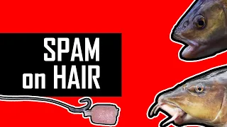 SPAM on the HAIR-RIG for BARBEL and CHUB. The BEST way.