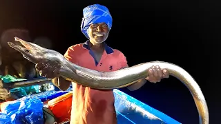 Catching Eel Fish in the Deep Sea