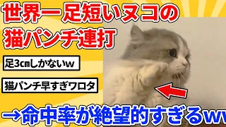 【2ch動物スレ】世界一足短いヌコがブチギレて猫パンチ連打→命中率がヤバすぎるｗｗｗｗｗ