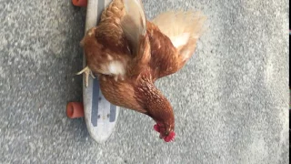 SK8 Chicken