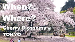 When & Where to see Cherry Blossoms 🌸 in Tokyo