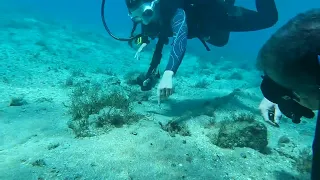West Palm Beach - Friendly Octopus