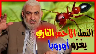 النمل الأحمر الناري يغزو أوروبا