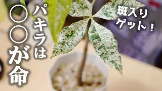 なぜか、やたら拘る人が多いアノ観葉植物の秘密【斑入りパキラ】