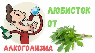 Любисток - лечебные свойства от алкоголизма | Аптека трав Фито