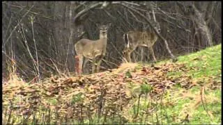 PETA targets deer hunting pilot project