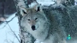 LOS ALPES, LA EUROPA MÁS SALVAJES _DOCUMENTAL.