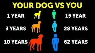 Why Dogs Age Faster Than Us