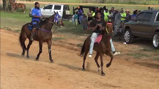 Race Track "Warm Ups" for Singlefoot Saddle Horses at Texas Trail Ride