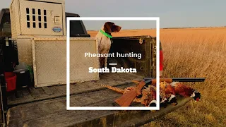 Pheasant hunting|South Dakota|German Shorthaired Pointer