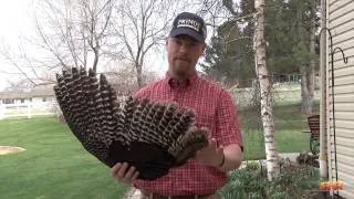 Making a Turkey Wing for Turkey Hunting - The Sweet Feed at Roe Hunting Resources