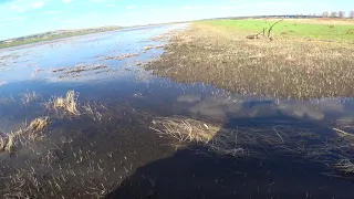 ШИКАРНОЕ ЗРЕЛИЩЕ. НЕРЕСТ САЗАНА. МОРЕ РЫБЫ. ШЕРП ЛЕТОМ.