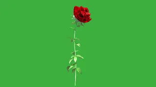 Growing rose green screen video /TOP VIDEO 2022