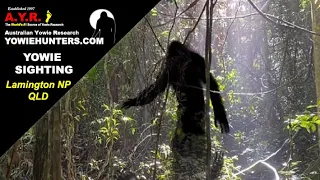 Yowie / Bigfoot Sightings (Audio Report #182) at Lamington National Park, Queensland