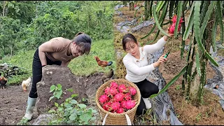 Dig ponds for geese to bathe in and pick dragon fruits to sell at the market