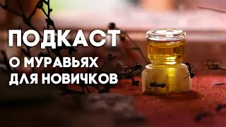 КАКИХ МУРАВЬЁВ ЗАВЕСТИ НОВИЧКУ? ВСЁ О ВЫБОРЕ ВИДА МУРАВЬЁВ ДЛЯ НАЧИНАЮЩИХ МИРМЕКИПЕРОВ!  ПОДКАСТ