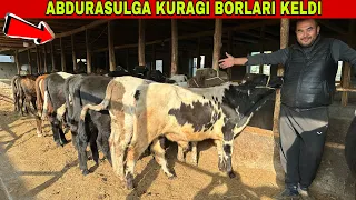 ABDURASULGA BUQACHALARNI ZO’RLARI KELDI