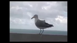 Голодные чайки кормятся с балкона печеньками | Hungry gulls feeding from the balcony of the cookies.