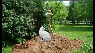 Этот кот пришел на похороны своей хозяйки, чтобы попрощаться с ней...