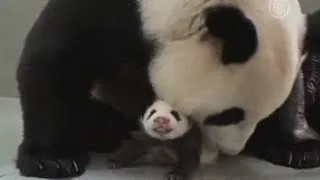 Трогательное воссоединение панды со своим детёнышем (новости)