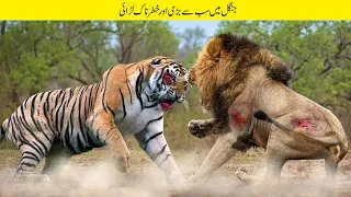 جنگل کے بادشاہ اور ٹائیگر کی خطرناک لڑائی | Leo Against Tiger....Real Real Battles