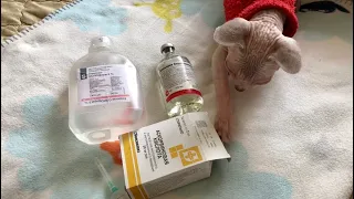 Коктейль 💉для родов кошке 😻