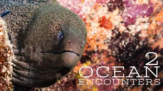 Ocean Encounters 2 |  Short 4K Underwater Video | fresh out of the Ocean | recorded February 2021