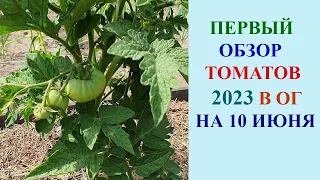 ПЕРВЫЙ ОБЗОР ТОМАТОВ В ОТКРЫТОМ ГРУНТЕ НА 10 ИЮНЯ 2023 ГОДА.